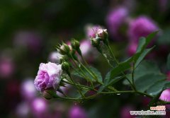 探寻红蔷薇的花语 红蔷薇花语