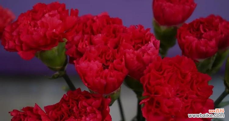 红色康乃馨与爱情的浪漫传说 红色康乃馨的象征意义