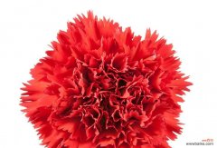 献给母亲 红色康乃馨的象征意义与美丽传承