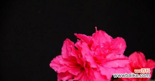 红色杜鹃花的美丽与力量 红色杜鹃花的寓意与象征