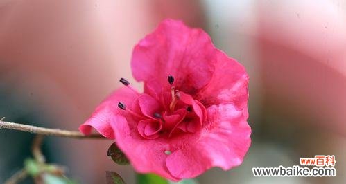 红色杜鹃花的美丽与力量 红色杜鹃花的寓意与象征