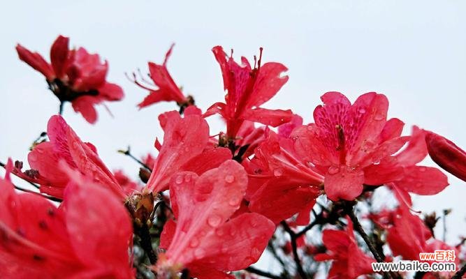 红色杜鹃花的美丽与力量 红色杜鹃花的寓意与象征