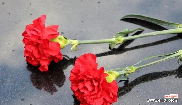 红色康乃馨的浪漫与热情 红色康乃馨的花语和寓意