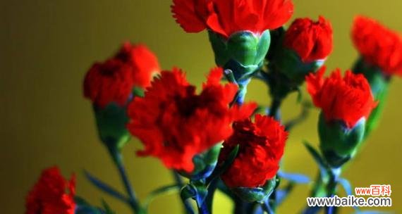 红色康乃馨的浪漫与热情 红色康乃馨的花语和寓意