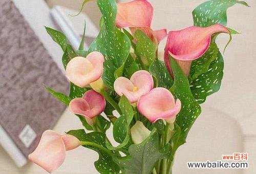 赞美红色马蹄莲的美丽与寓意 红色马蹄莲