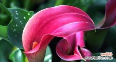 赞美红色马蹄莲的美丽与寓意 红色马蹄莲