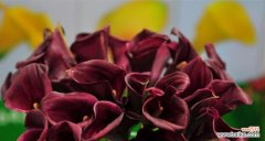 红色马蹄莲 红色马蹄莲花语