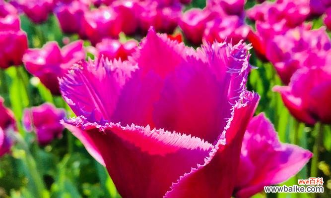 探寻郁金香花语的含义与魅力 粉色郁金香花语-传递温柔与美丽