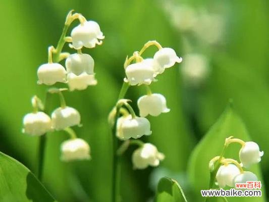 解读紫色风铃草的独特寓意 紫色风铃草的花语