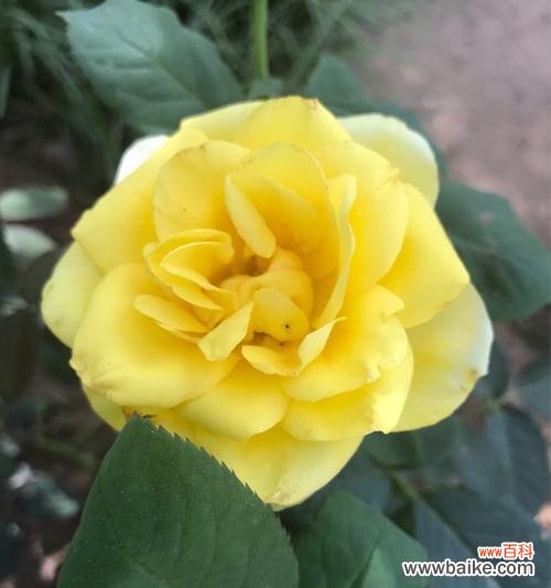 一朵绽放的花 丰花月季的美丽与寓意