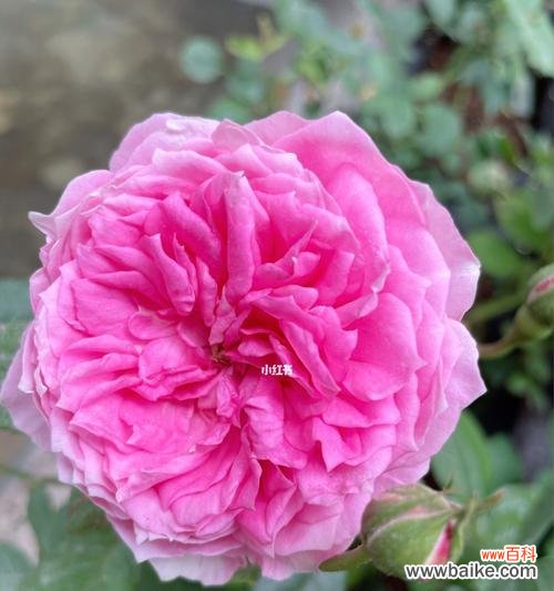 一朵绽放的花 丰花月季的美丽与寓意