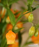 风铃的花语与传说缠绕 花语之美