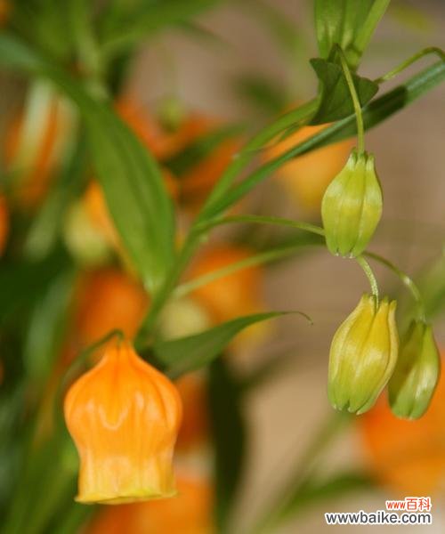 风铃的花语与传说缠绕 花语之美
