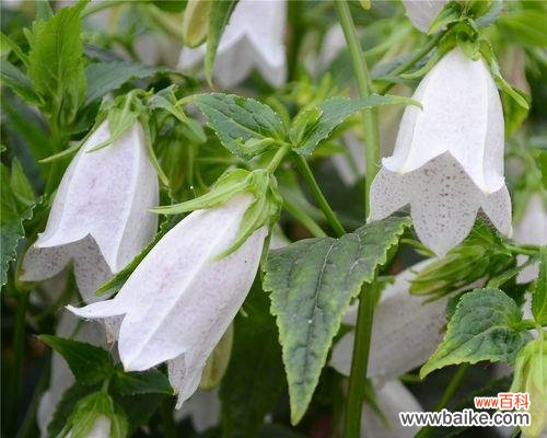 探索风铃草在人类文化中的重要地位 风铃草的象征意义与作用