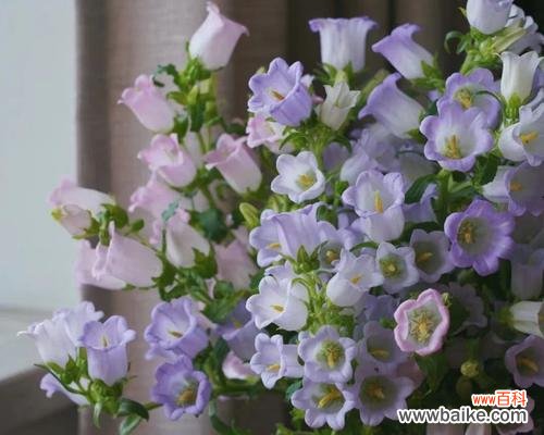 探索风铃草在人类文化中的重要地位 风铃草的象征意义与作用