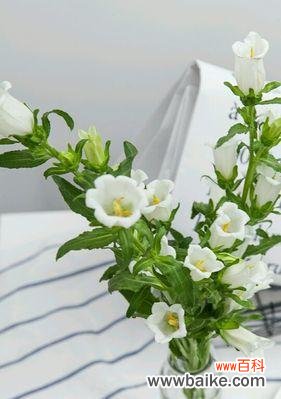 天籁之音散发希望与宁静 风铃草的美丽与寓意