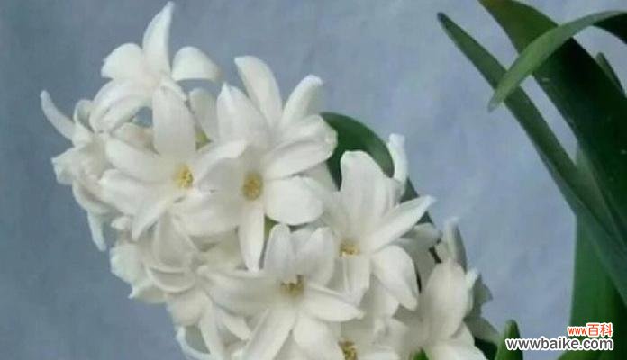 深度解读风信子的花语及传达的情感 风信子花语