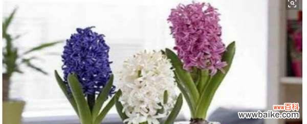 花开寄托心灵 风信子之美——生命与希望的象征