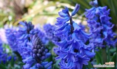 花开寄托心灵 风信子之美——生命与希望的象征