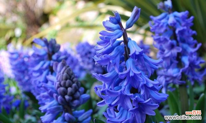 花开寄托心灵 风信子之美——生命与希望的象征