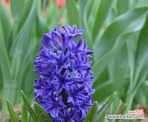 探索各色风信子的寓意与象征 风信子的花语与意义