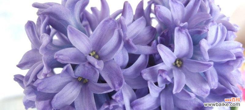 温柔浪漫的风信子 粉色风信子的花语与寓意