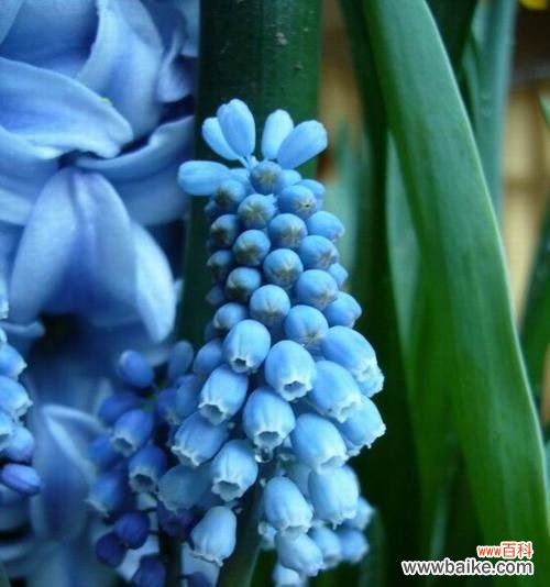 温柔浪漫的风信子 粉色风信子的花语与寓意