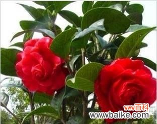 唤醒心中的火焰 红色山茶花的花语——热情与爱情