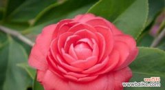 唤醒心中的火焰 红色山茶花的花语——热情与爱情