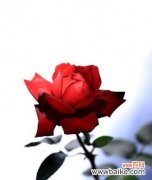 探寻红色月季的浪漫花语 红色月季花语