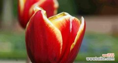 用红色郁金香传递爱的力量 红色郁金香