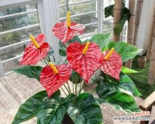 红掌花的五种花语解读与传说 红掌花的花语与意义