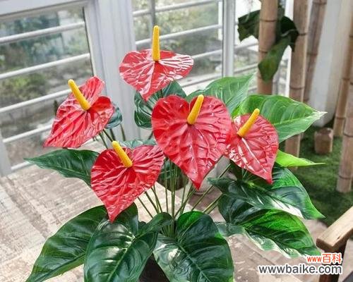 红掌花的五种花语解读与传说 红掌花的花语与意义