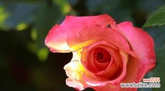 红月季花语解读及其在生活中的意义 红月季花语