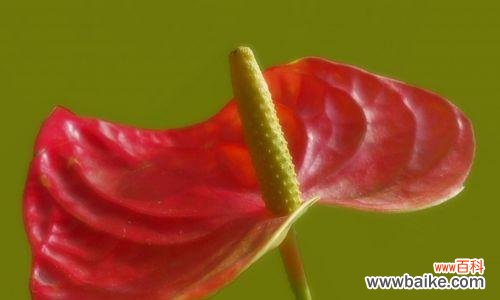 探寻红掌花的意义及其在生活中的象征 红掌花语与象征