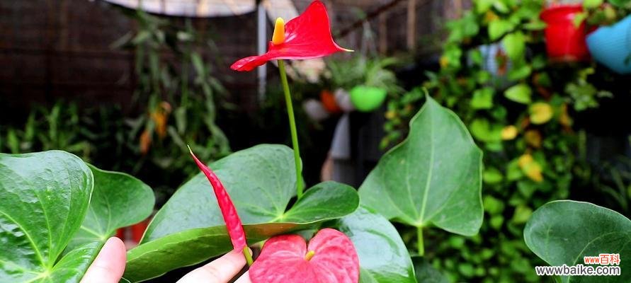 探寻红掌花的意义及其在生活中的象征 红掌花语与象征