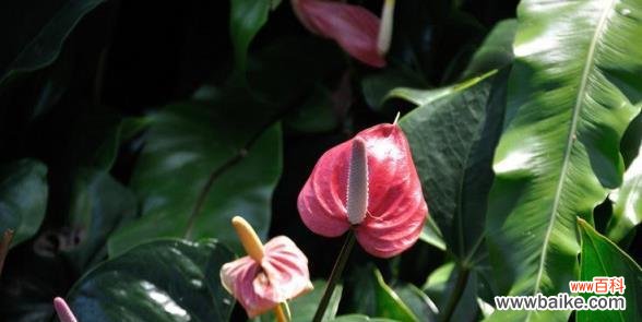 解读红掌花的神秘语言 水培红掌花语的奥秘