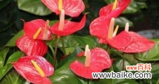 解读红掌花的神秘语言 水培红掌花语的奥秘
