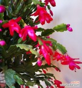 吉祥花开 以鸿运当头花的花语与美好寓意