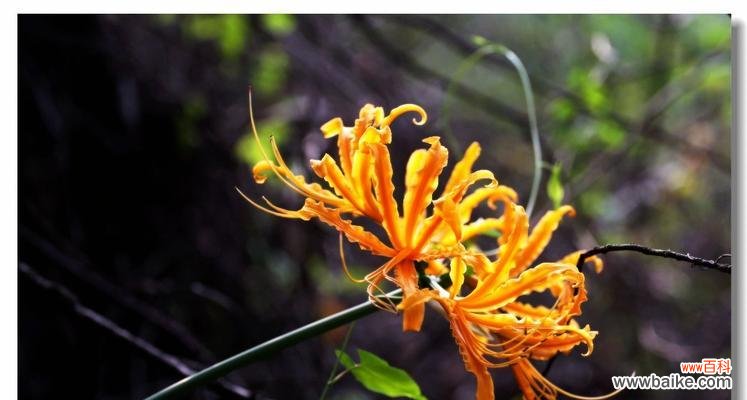 表达快乐与幸福的方法和意义 忽地笑花语——传递快乐与幸福的力量