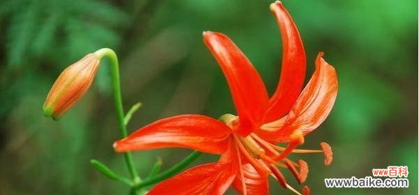 胡杨树的花语与寓意——沙漠中的生命之源