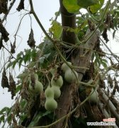 深入探究葫芦的寓意与传承 葫芦的象征与寓意