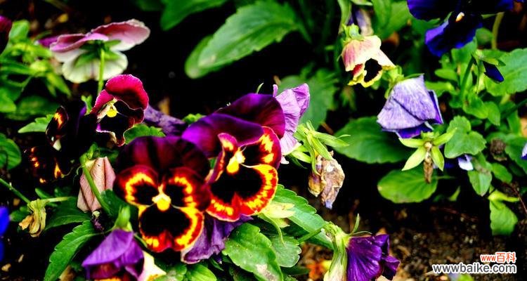 蝴蝶花的花语及其与自然的关联 蝴蝶花的花语——美丽与自由的象征