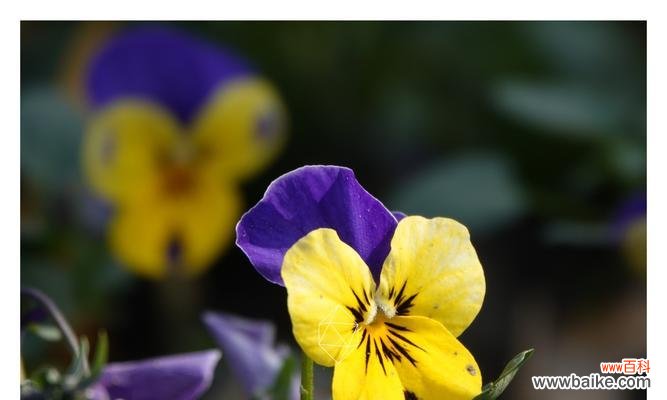 蝴蝶花的花语及其与自然的关联 蝴蝶花的花语——美丽与自由的象征