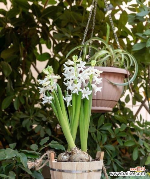 探寻风信子的美丽象征 风信子的简单寓意