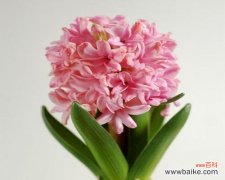 解读风信子的花语和象征意义 风信子的花语及寓意