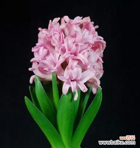 解读风信子的花语和象征意义 风信子的花语及寓意