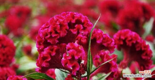 揭示凤尾花的神秘寓意与美丽之处 凤尾花