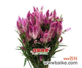 揭示凤尾花的神秘寓意与美丽之处 凤尾花