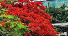 揭示凤凰树的神秘面纱 凤凰树的寓意与象征意义